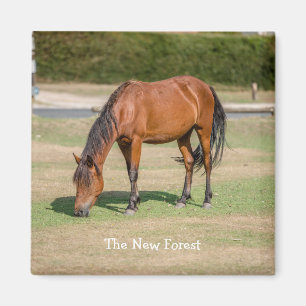 Nieuw Pony Magneet