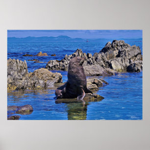 Nieuw-Zeeland Fur Seal Poster