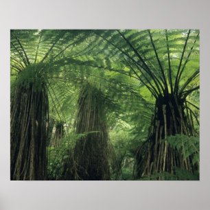 Nieuw-Zeeland, Haast-vallei, Westland, Zachte Boom Poster