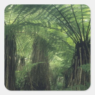 Nieuw-Zeeland, Haast-vallei, Westland, Zachte Boom Vierkante Sticker