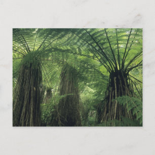 Nieuw-Zeeland, Haast Valley, Westland, Zachte boom Briefkaart