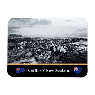 Nieuw-Zeeland, Kelp Coast - Curio Bay/The Catlins Magneet
