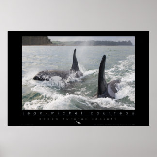 Nieuw-Zeeland Orca Poster
