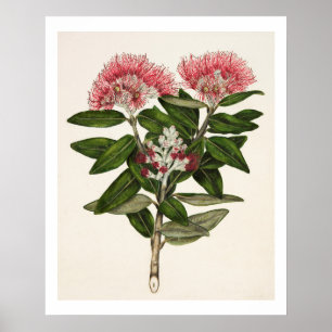 Nieuw-Zeeland Pohutukawa - Metrosideros Tomentosa Poster