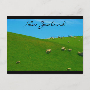 nieuw - zeeland - schapen briefkaart