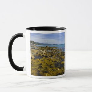 Nieuw-Zeeland, Southland, Stewart Island. Kelp Mok