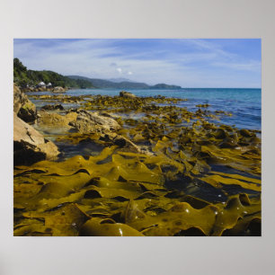 Nieuw-Zeeland, Southland, Stewart Island. Kelp Poster