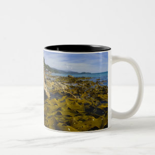 Nieuw-Zeeland, Southland, Stewart Island. Kelp Tweekleurige Koffiemok