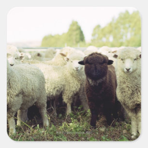 Nieuw-Zeeland Vierkante Sticker