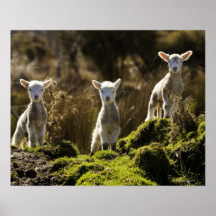 Nieuw-Zeeland, Zuid-eiland, Fiordland National Poster