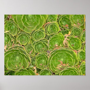 Nieuw-Zeeland, Zuid-eiland. Succulent. Poster