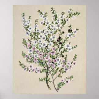Nieuw-Zeelandse Manuka Flower (Leptospermum Scopar Poster