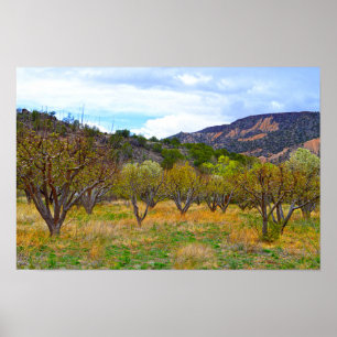Nieuwe appelboomgaard in bloei in New Mexico Poster