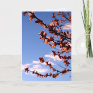 Nieuwe beginnings Spring Blossom Kaart