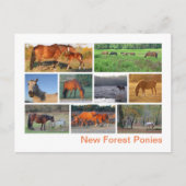 Nieuwe bosponies briefkaart (Voorkant)