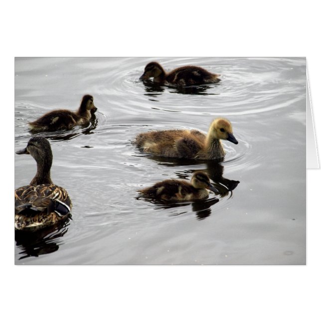 Nieuwe familie (Voorkant Horizontaal)