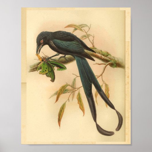 Nieuwe Ierse Drongo Blue  Cat Bird Print (Voorkant)