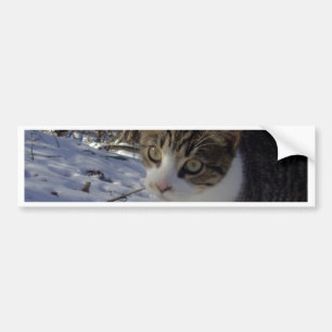 Nieuwe Kat Bumpersticker