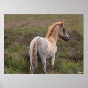 Nieuwe Pony op de bosgrond Poster