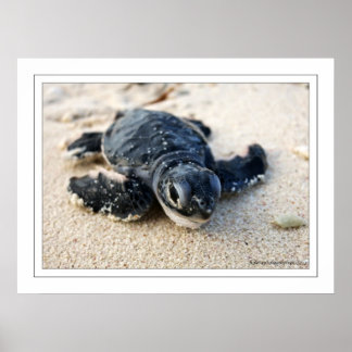 Nieuwe schildpad poster