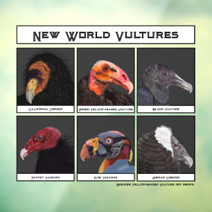 Nieuwe World Vultures Illustratie Raamsticker