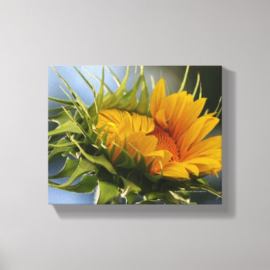 Nieuwe zonnebloem canvas afdruk (Voorkant)