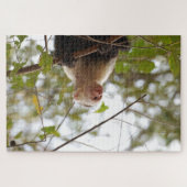 Nieuwsgierig aap, Costa Rica Capuchin Legpuzzel (Horizontaal)