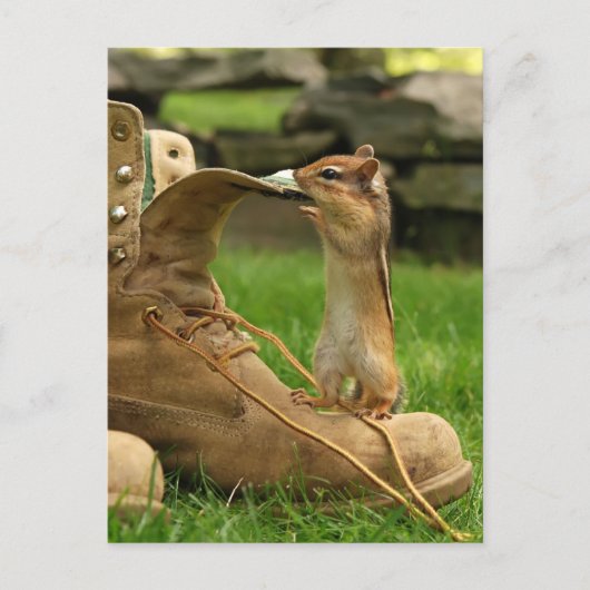 Nieuwsgierig Baby Chipmunk Briefkaart (Voorkant)