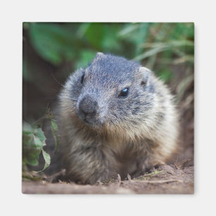 Nieuwsgierig Baby Marmot Magnet Magneet