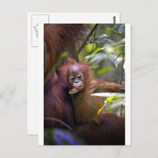 Nieuwsgierig baby orang-oetan in armen van moeders briefkaart (Voorkant / Achterkant)