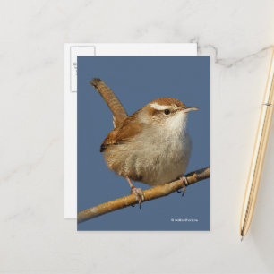 Nieuwsgierig Bewick's Wren Songbird op Branch Briefkaart