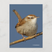 Nieuwsgierig Bewick's Wren Songbird op Branch Briefkaart (Voorkant)