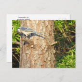 Nieuwsgierig Blue Jay Briefkaart (Voorkant / Achterkant)