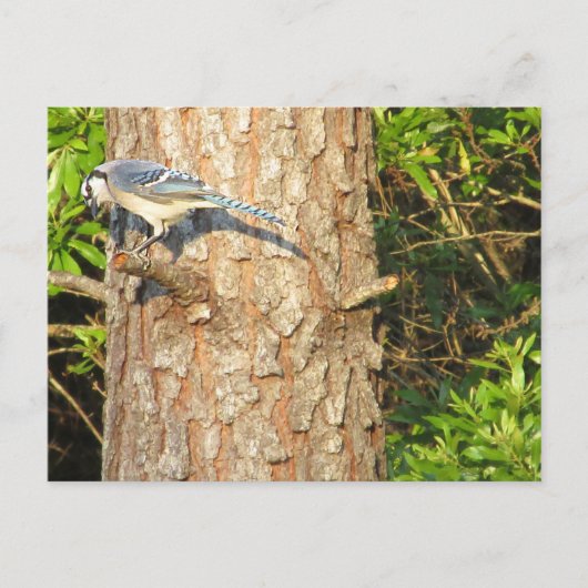 Nieuwsgierig Blue Jay Briefkaart (Voorkant)