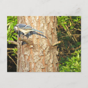 Nieuwsgierig Blue Jay Briefkaart