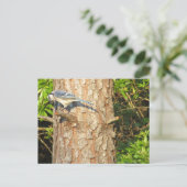 Nieuwsgierig Blue Jay Briefkaart (Staand voorkant)