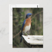 Nieuwsgierig Bluebird Briefkaart (Voorkant / Achterkant)