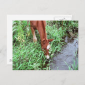 Nieuwsgierig Briefkaart (Voorkant / Achterkant)