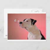 nieuwsgierig briefkaart (Voorkant / Achterkant)