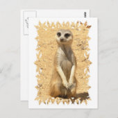 Nieuwsgierig Briefkaart Meerkat (Voorkant / Achterkant)