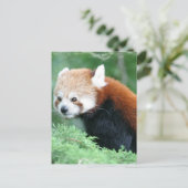 Nieuwsgierig Briefkaart van Red Panda (Staand voorkant)