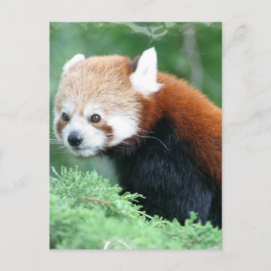 Nieuwsgierig Briefkaart van Red Panda (Voorkant)