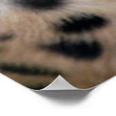 Nieuwsgierig Cheetah Poster (Hoek)