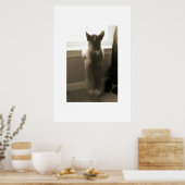 Nieuwsgierig Corgi Poster (Keuken)