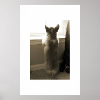 Nieuwsgierig Corgi Poster