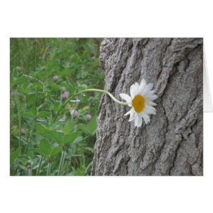 nieuwsgierig Daisy