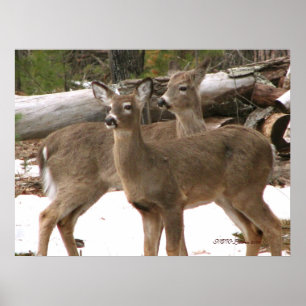 Nieuwsgierig Deer Poster