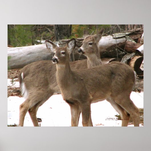 Nieuwsgierig Deer Poster (Voorkant)