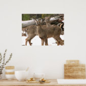 Nieuwsgierig Deer Poster (Keuken)