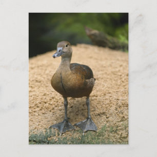 Nieuwsgierig eendje briefkaart